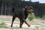 ROTTWEILER 271